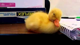 Tired Duckling Trying to Stay Awake Just May Be The Ultimate Squee
